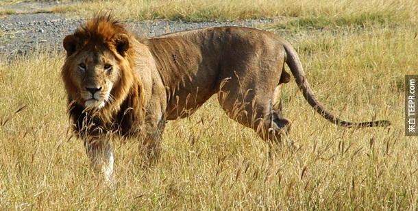 14. 非洲獅子 – 辛巴(Simba)怎麼會殺人？！但是，一年其實有至少70個人會被非洲獅子殺死。森林之王真的不能惹的。