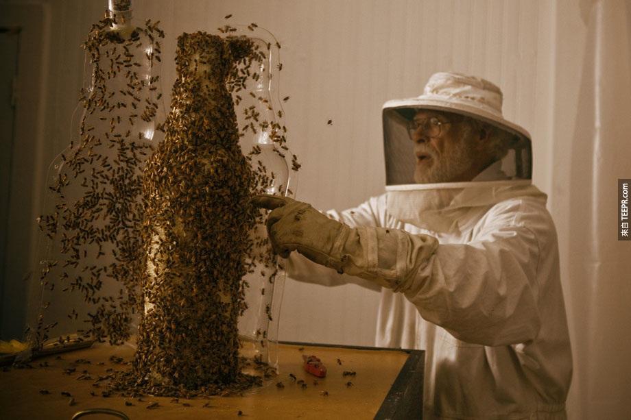 製作瓶狀蜂巢的過程。