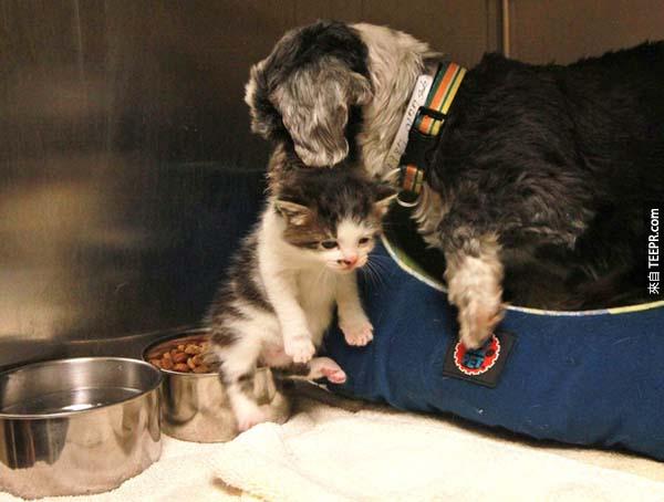 两只小动物在被一起带到收容所后，Goldie 就像小猫的亲生母亲一样，尽心尽力的照顾著小猫。