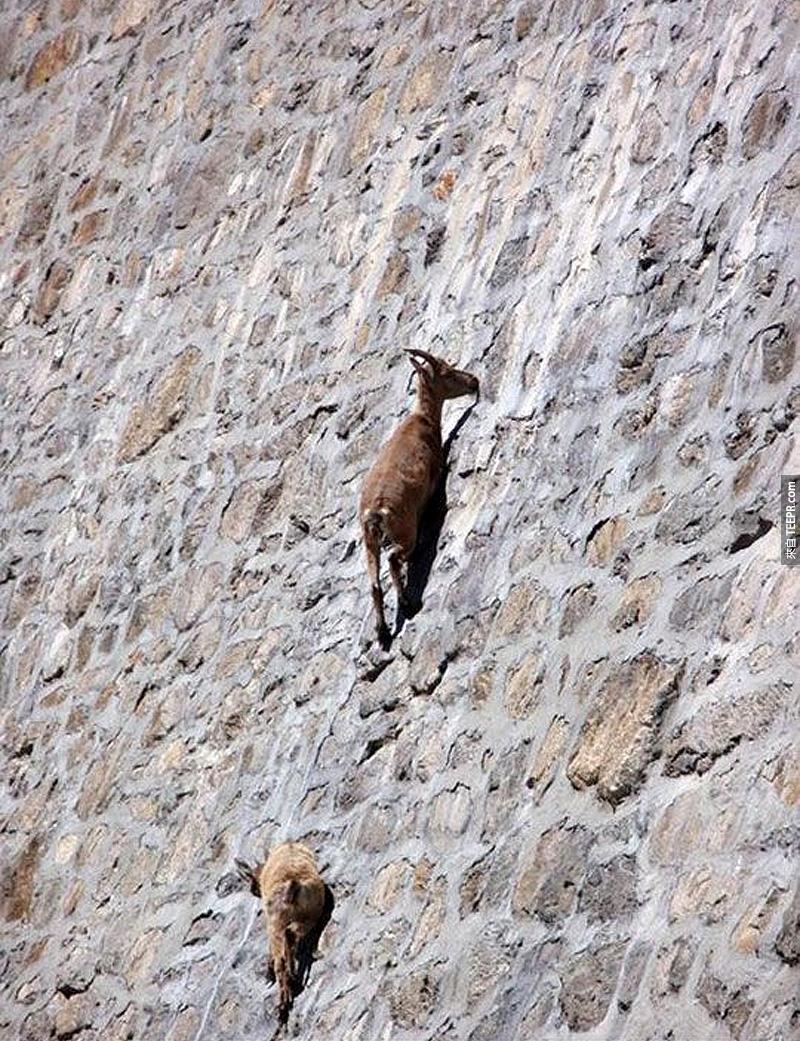 没有错，这些是一些喜爱攀岩运动而且又喜欢跟死神拔河的超级山羊。