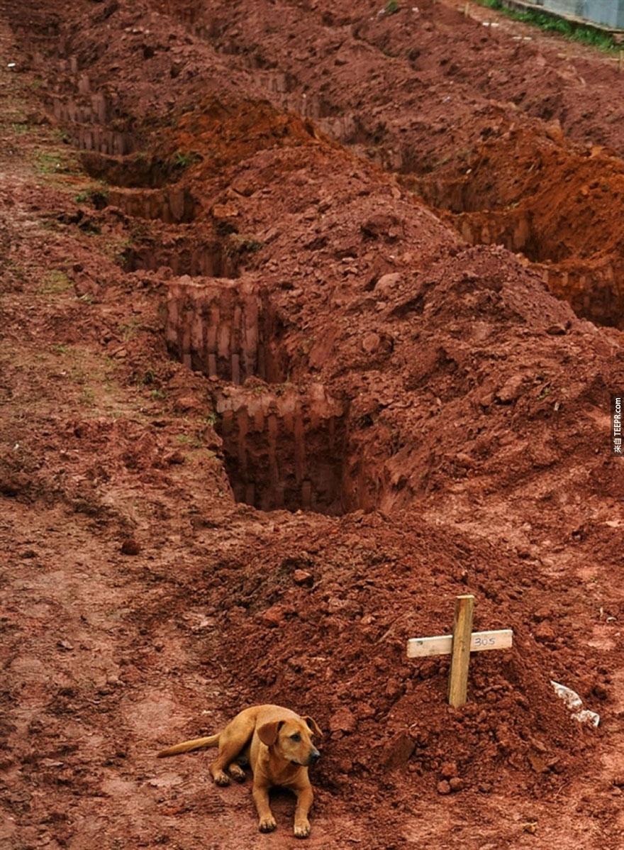 已经两天了，Leao 还是不肯离开死在一场坍方里的主人身旁 - 里约热内卢 2011。