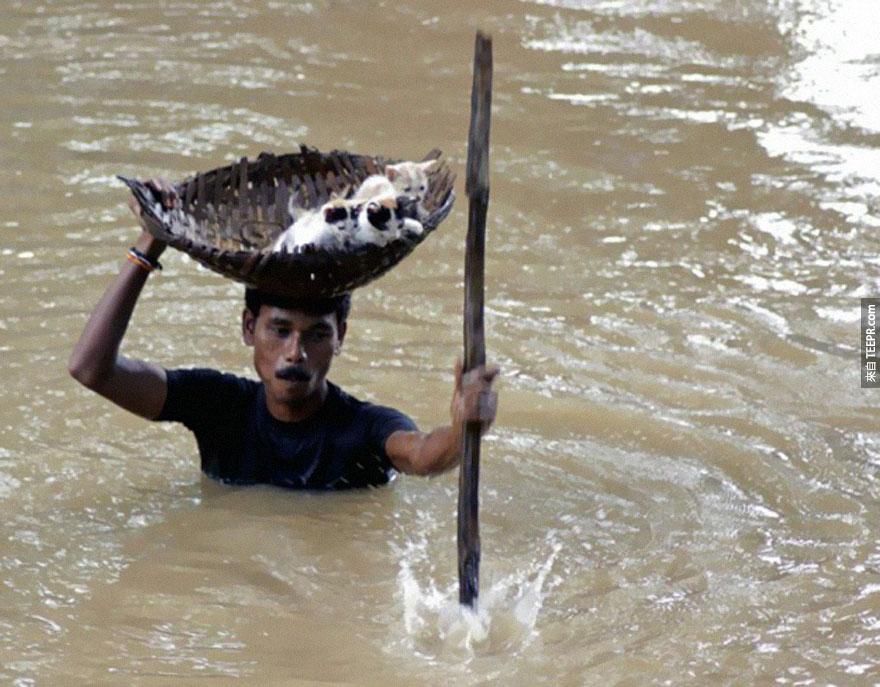  这名英勇的村名在一场洪水中头顶着一个篮子拯救了数只流浪猫 - 克塔克市，印度 2011