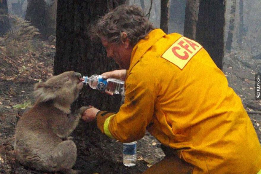 一名救火员在澳洲维多利亚的黑色星期六森林大火过后喂水给一只家破人亡的无尾熊，2009。