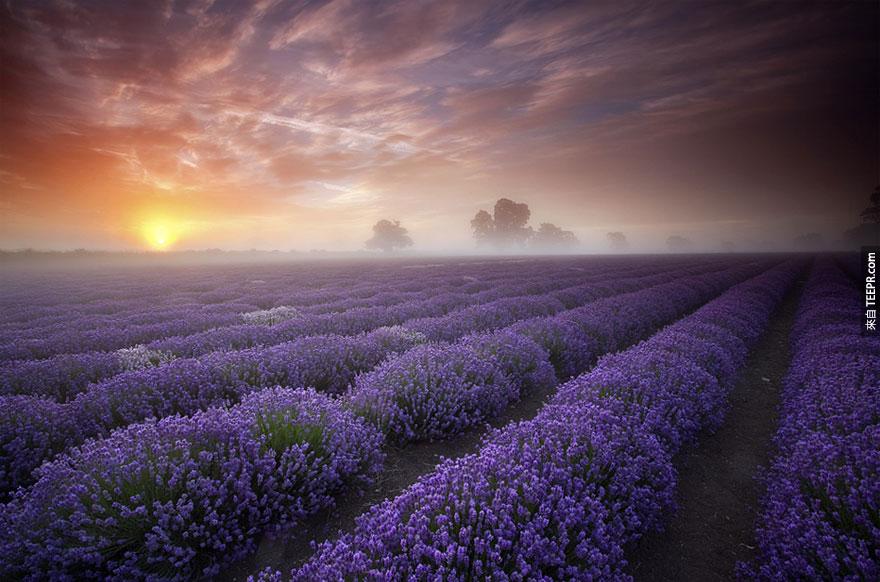 薰衣草田地，英國和法國  (Lavender Fields, UK and France)