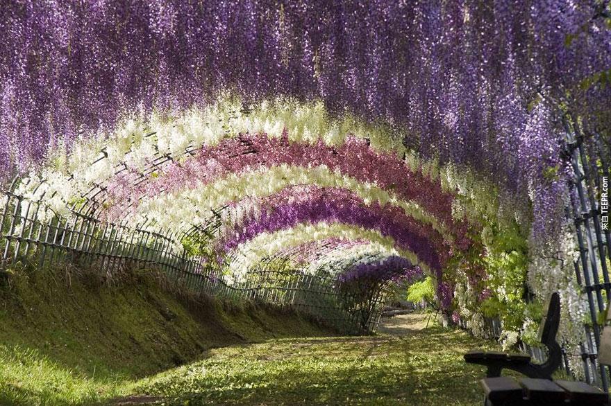 紫藤花隧道，日本 (Wisteria Flower Tunnel in Japan)