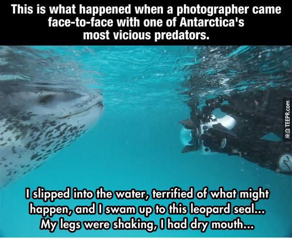 當一名攝影師忽然前面出現一隻海底最殘暴的動物的時候...我跳進水里，怕得不得了，然後游近了這隻豹海豹...我的腳都在發抖，而且我的嘴唇好乾...