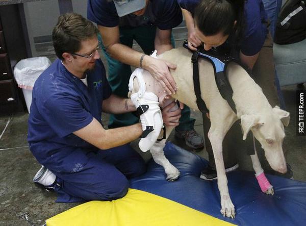 13.) Snow (雪兒)是一隻流浪狗。或許是因為惡劣的環境，他需要把一隻腳截肢掉。好在Orthopets (專門幫狗狗裝義肢的寵物醫院) 幫她裝上了義肢，讓她可以正常生活。