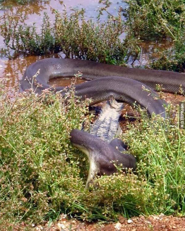 例如說，危險到它可以直接把一隻鱷魚吞掉。