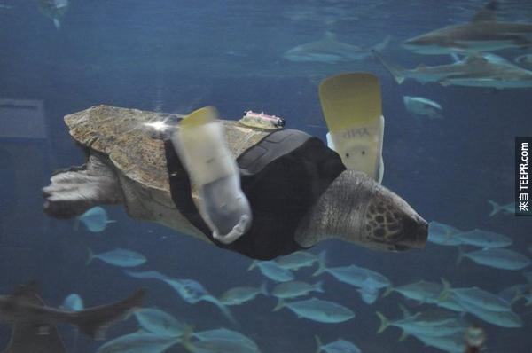  11.) 这只叫做Yu的25岁母乌龟因为被鲨鱼攻击，所以失掉了她的前脚。她已经换了27对义肢了，现在终于找到了最适合她的义肢，让她在海里畅行无阻。