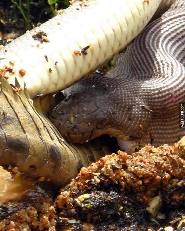 吞時後，蛇肚子裡的器官會迅速的產生消化性液體，快速消化剛剛吞食的鱷魚。