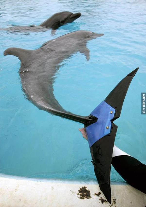 7.) 这只37岁的母海豚"Fuji"之前因为一个疾病，75%的尾巴都需要截肢。好在后来也装了一个义肢尾巴，在水里游起来的速度没有太大的影响！而且还可以像其他的海豚一样表演！