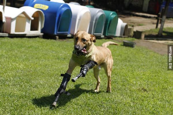 8.) 這隻狗狗Pay de Limon的前腳被墨西哥的販毒幫派為了練習砍掉他人手指割掉了 (真是很沒有人性)。好在的是有人幫他裝了義肢，讓他也可以像其他狗狗一樣，跑跑跳跳。