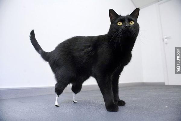 5.) 奥斯卡的脚被一台收割机切断了。后来有兽医帮他装了世界最进步的猫咪义肢，让他几乎能像正常猫一样跑跳。连轮椅都不需要喔！