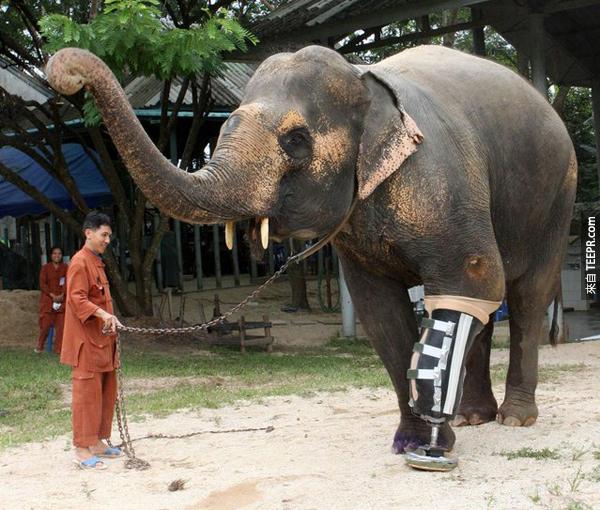 6.) 這隻48歲泰國的母大象十年前踩到了一個地雷後一支腳被炸掉了。但是後來有人幫她裝了新的義肢後，她又可以像正常的大象一樣活動了。