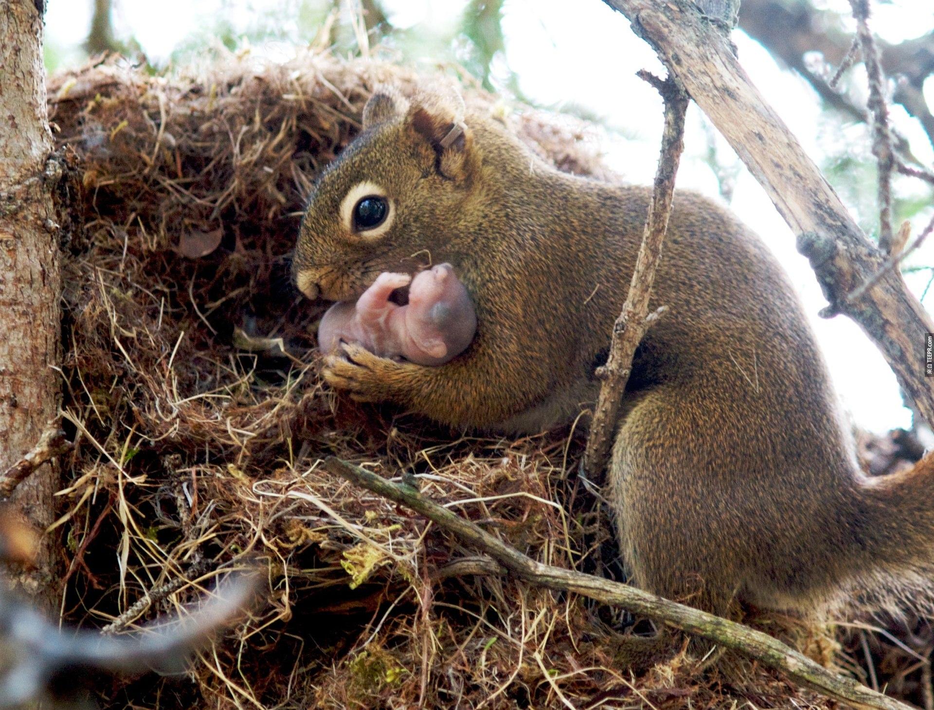 8. 松鼠会领养被遗弃的松鼠Baby。
