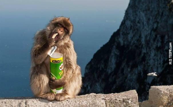 25. 日本的猕猴会用他们找到的铜板投入贩卖机买东西吃。