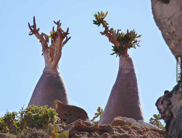 如果你有天忽然在Socotra岛上醒来看到周围的环境，一定会以为被穿梭到其它的次元了。