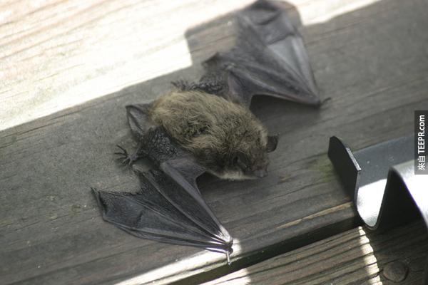 6.) 蝙蝠不是瞎的。他們是用聲音來辨別飛行的方向，但是他們是可以看得到的。