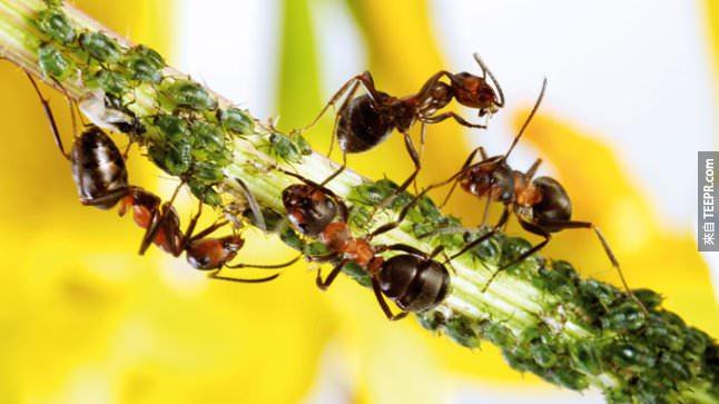 34. 螞蟻非常有禮貌，它們打招呼的時候還會敬禮呢。