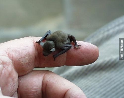 37. 这小家伙叫做大黄蜂蝙蝠 (Bumblebee Bat)，全世界最小的蝙蝠。