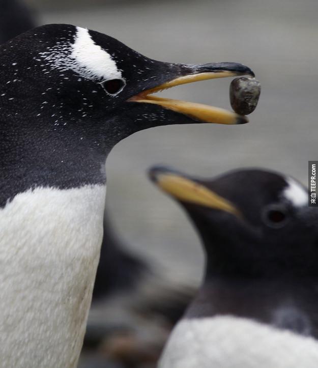 11. 巴布亞企鵝會用他們找到的卵石求偶。