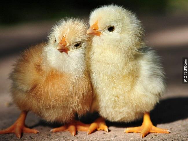 15. 小雞在蛋裡面就會跟其他在蛋裡面的小雞說話。