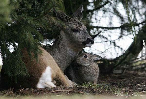一名野生动物摄影师真的照到了小鹿斑比和桑普 (在卡通小鹿斑比里真的是朋友！)。