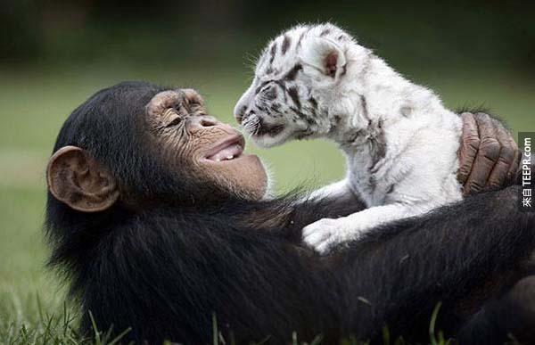 15.) Anjana the chimpanzee and tiger cubs