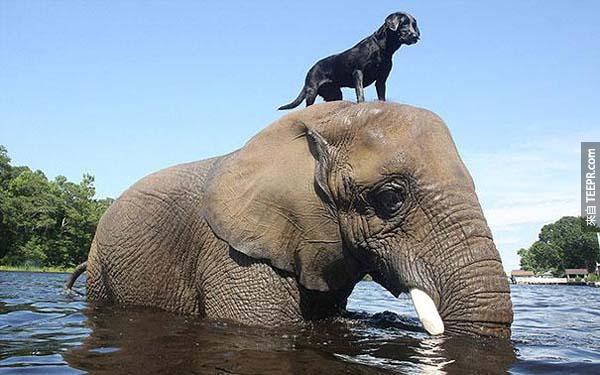 3.) 大象Bubbles 和黑色拉布拉多犬Bella