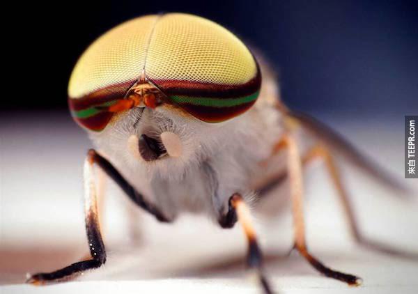 天啊，這隻蒼蠅看起來好像帶頭盔呢，好可愛！