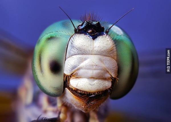 bug close ups28