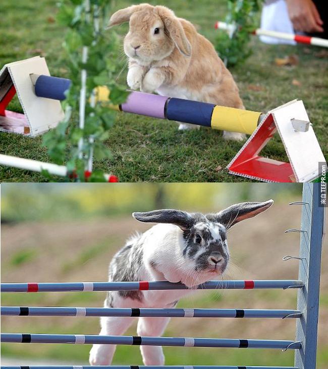 1. 瑞典有一個兔子跳躍秀叫做 "Kaninhoppning"。