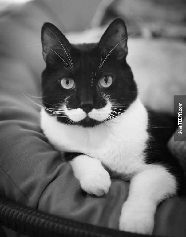 有胡子的一只爵士猫。
