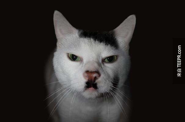 雪球 - 長得像希特勒的貓咪。 