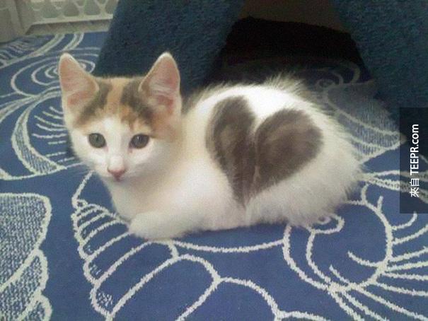 这只猫咪身上有一个爱心！