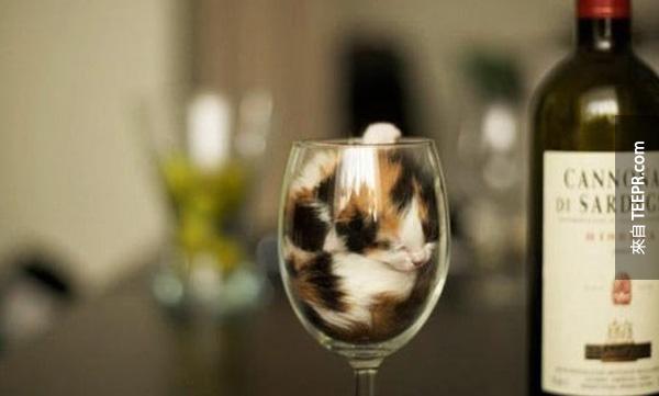 cats_are_liquids_13