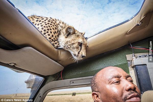 当他们的吉普车开到了野生动物区，一只友善的小猎豹忽然出现在车子的上方！