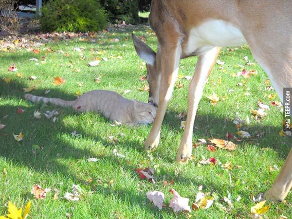每天早上，這隻野鹿會來探望他的宅貓好友。