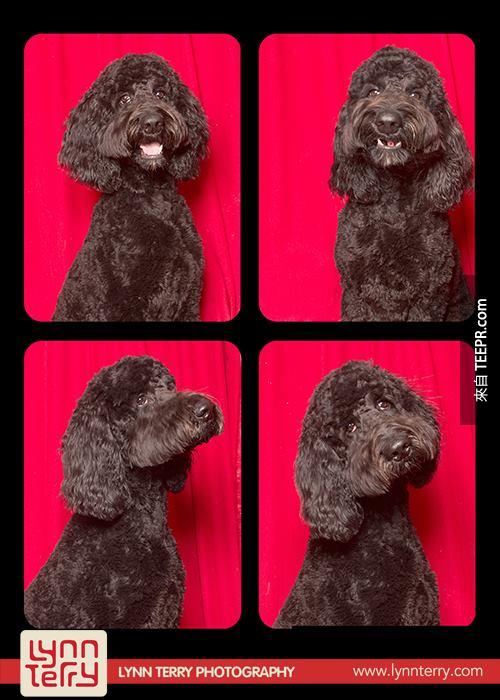 dogs in photo booths by lynn terry (2)