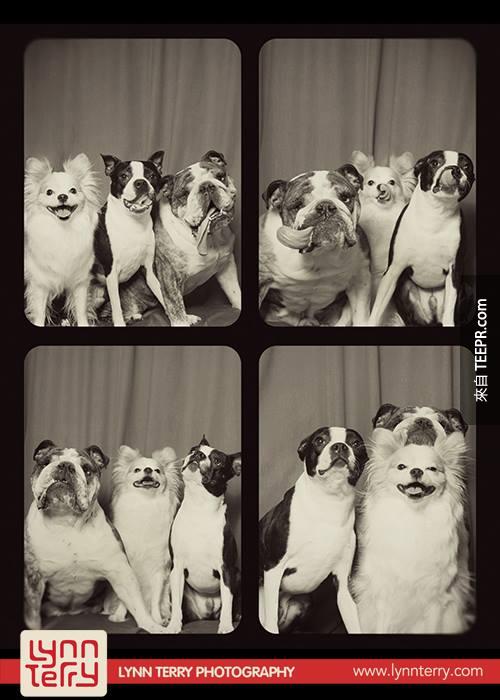 dogs in photo booths by lynn terry (7)