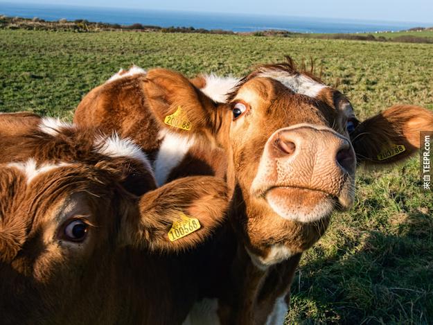 20. 牛都有自己最好的朋友，而且他们会长期跟对方一起"混"。