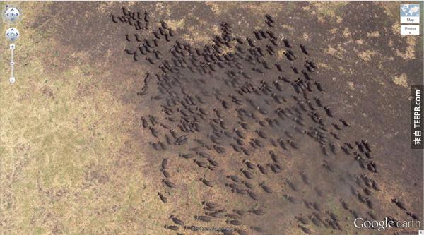 4.) 一大群的水牛 (4°17’21.49″ S 31°23’46.46″ E) Kigosi禁猎区，坦尚尼亚