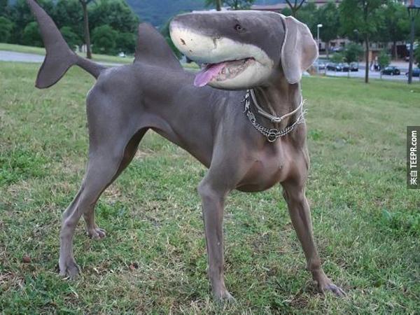 14.) 杜宾鲨鱼犬 (鲨鱼 + 杜宾犬)