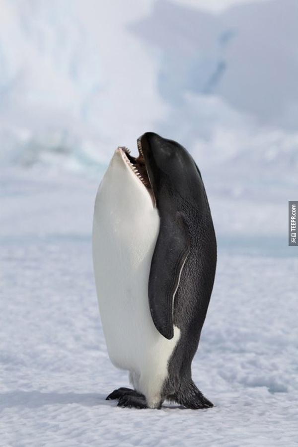 2.) 鲸企鹅 (鲸鱼+ 企鹅）