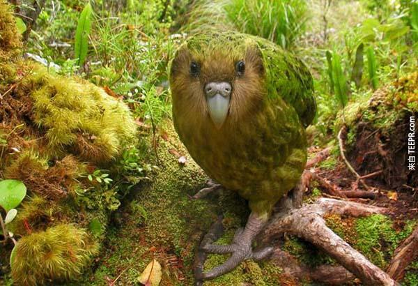 这个长得很有气质的鸟叫做鸮鹦鹉，或是也可以叫做猫头鹰鹦鹉。