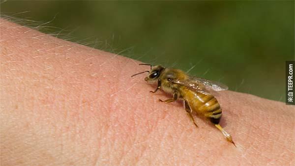 14.) 蜜蜂: 蜜蜂一年真的殺很多人。死因機率 1:100,000。