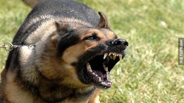 4.) 狗: 被狗襲擊死亡的機率有 1:147,717。