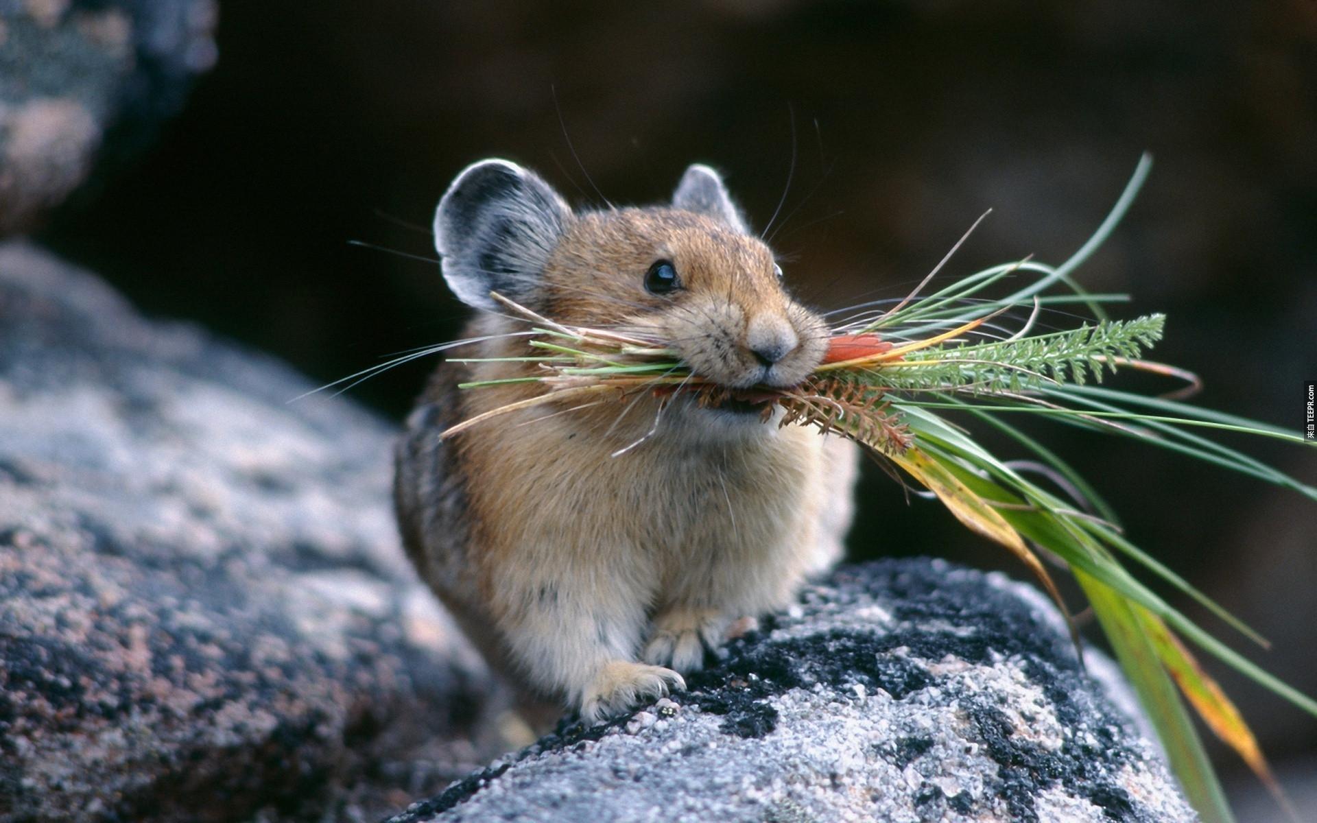 40. 鼠兔 (Pikas) 會為了過冬把很多的甘草儲存起來。 