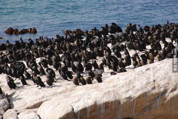 是因為那裡有很多超可愛的南非企鵝住在那裏。