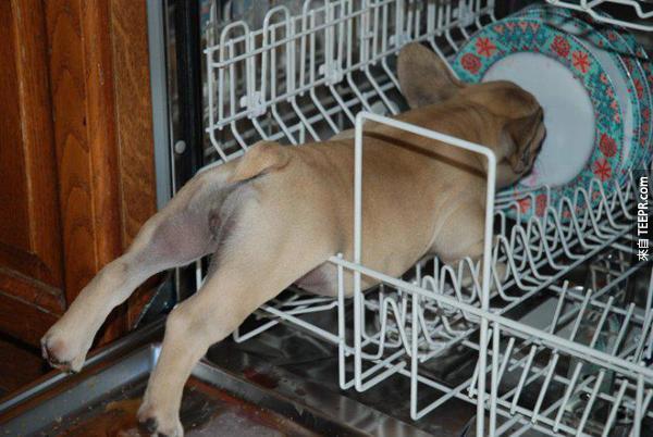 自动洗碗机最新款的听说也可以洗狗狗喔！